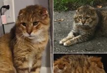 Senior Street Cat Tom-Tom Finally Gets the Retirement He Deserves