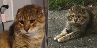 Senior Street Cat Tom-Tom Finally Gets the Retirement He Deserves