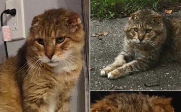 Senior Street Cat Tom-Tom Finally Gets the Retirement He Deserves