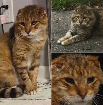 Senior Street Cat Tom-Tom Finally Gets the Retirement He Deserves