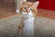 Three-Legged Stray Cat Survived 9 Harsh Winters — Now He Sleeps by His Own Fireplace