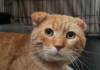 Stray Orange Tabby Leads Rescuer to 30 Cats in Need, Then Transforms Into the Sweetest Companion