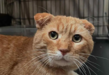 Stray Orange Tabby Leads Rescuer to 30 Cats in Need, Then Transforms Into the Sweetest Companion