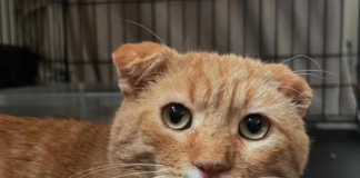 Stray Orange Tabby Leads Rescuer to 30 Cats in Need, Then Transforms Into the Sweetest Companion