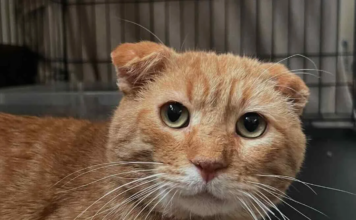 Stray Orange Tabby Leads Rescuer to 30 Cats in Need, Then Transforms Into the Sweetest Companion