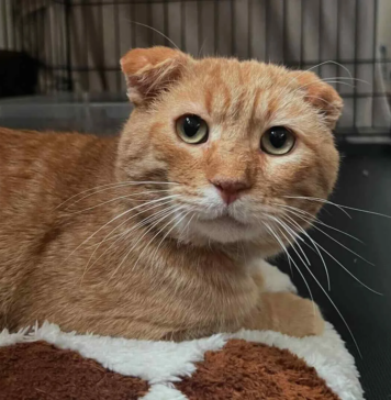 Stray Orange Tabby Leads Rescuer to 30 Cats in Need, Then Transforms Into the Sweetest Companion
