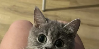 Meet Masi! The Forever Kitten That Traveled Across Countries to Find Her Purr-fect Humans