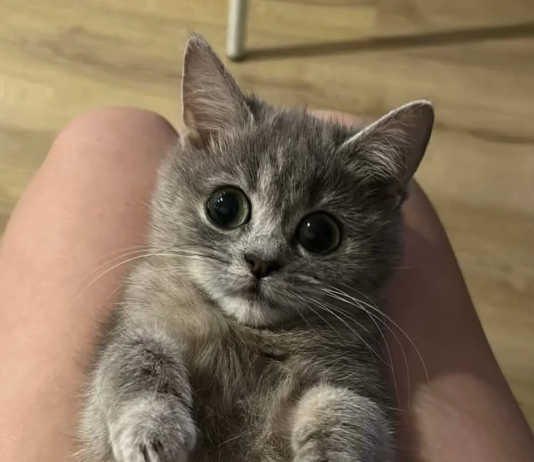 Meet Masi! The Forever Kitten That Traveled Across Countries to Find Her Purr-fect Humans