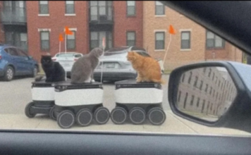 Stray cats have learned how to stop sidewalk delivery robots by blocking their cameras. Here’s how observation turned into adaptation.