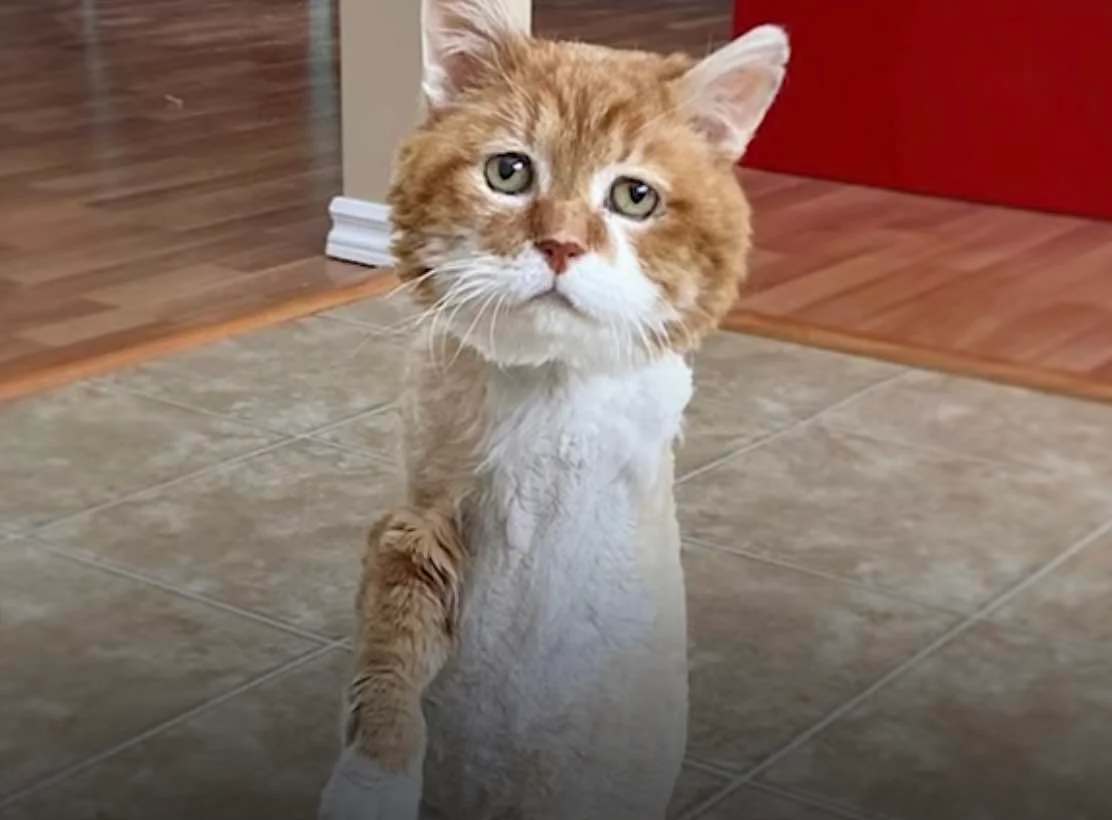 Three-Legged Stray Cat Survived 9 Harsh Winters — Now He Sleeps by His Own Fireplace